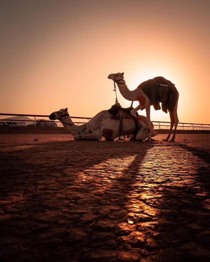 Rum Bedouin Trips Hotel Wadi Rum Exterior photo